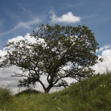 Un albero, le stagioni