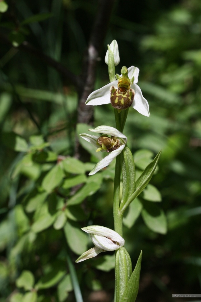 Ophrys apifera - Ophrys apifera Huds. ~ Ofride fior d'api.
Bosco Montauro, territorio del Comune di San Bartolomeo in Galdo BN Italy.